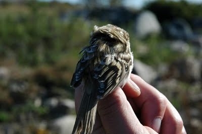 Eurasian Treecreeper, Sundre 20090911